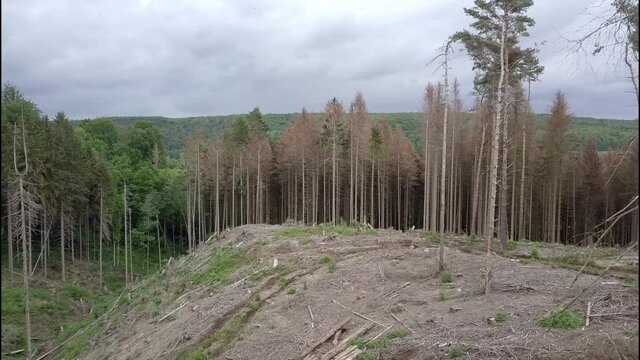 Fichtenwald vom Borkenk&auml;fer zerst&ouml;rt