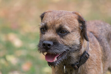 Portrait of cute border terrier puppy is standing in the autumn park. Closeup. Pet animals.