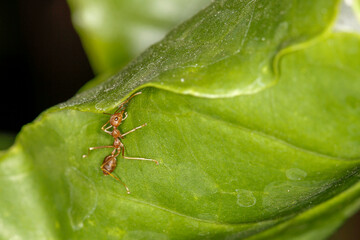 close up red ant on fresh leaf in nature