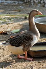 Gray female goose is stay and rest in  garden