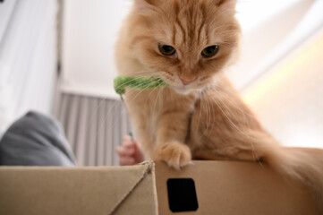 猫じゃらしで遊ぶ猫（マンチカン）