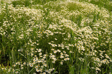 Camomile in the nature. Field of camomiles at sunny day at nature. Camomile daisy flowers in summer day. Chamomile flowers field wide background in sun light