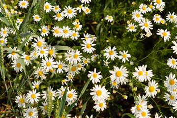 Chamomile flower field. Camomile in the nature. Field of camomiles at sunny day at nature. Camomile daisy flowers in summer day. Chamomile flowers field wide background in sun light