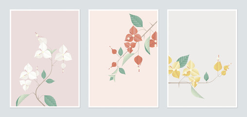 Botanical poster template design, Bougainvillea in different color - obrazy, fototapety, plakaty