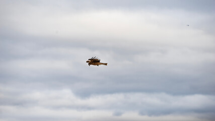 helicopter in flight