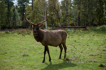 Great adult red deer with large antlers. Portrait of a lonely deer with large antlers.