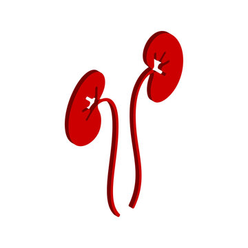 Kidneys icon isolated on white background. for medical sign. vector illustration