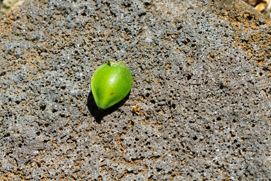 Badamier fruit also called country almond, Indian almond,Malabar almond, sea almond, tropical almond, beach almond, false kamani which is green and lying on the floor in Mauritius