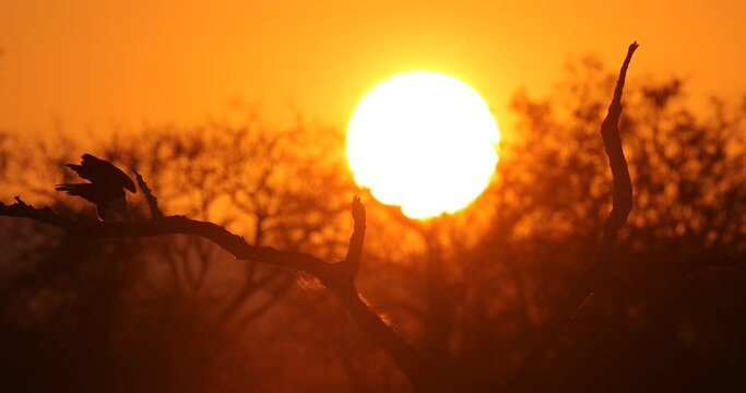 Eagle sunset, orange sun during morning, bird in Africa. African Fish-eagle, Haliaeetus vocifer, brown bird with white head. Eagle sitting on the top of the tree, wildlife in Mana Pools NP, Zimbabwe.