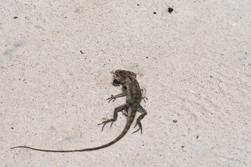 lizard on the beach, dead and flattened roadkill closeup