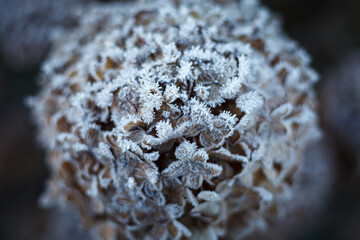 Frost auf Trockenblume