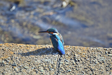 振りむくカワセミ