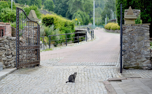 Walim, Silesia, Poland July 25, 2016 - cat in the gate