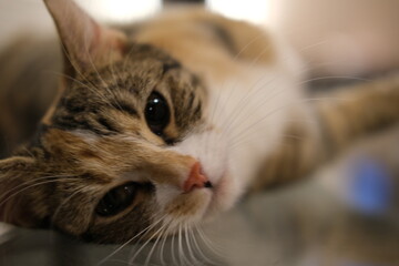 上目遣いが上手な猫