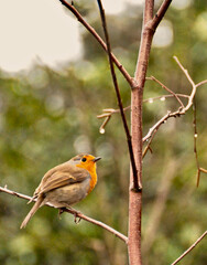 Robin redbreast