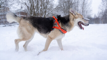 Fototapeta na wymiar Shepherd dog for a walk in winter.