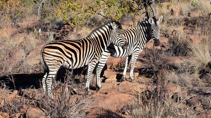 welgevonden game reserve