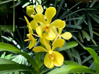 yellow mokara orchid flowers blooming in  the garden