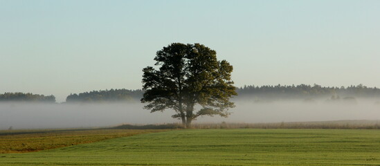 Landscape with fog, meadows in the foreground and a lonely oak at sunrise