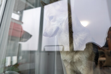 Shepherd dog looking through the window