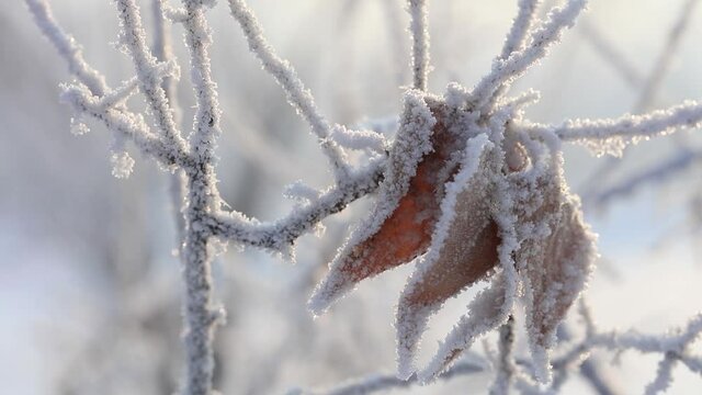 Snow-covered tree branches close-up. Macro photography of winter nature views.