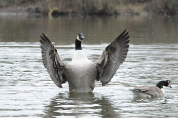 country goose branta canadensis