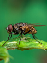 fly on leaf