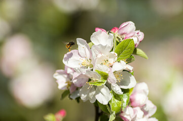 Frühlingsblüten, Knospen und Blüten von einheimischen Obstbäumen, Apfel, Kirsche, Birne. 