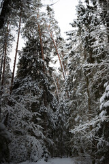 Taevaskoda and its nature in Estonian winter