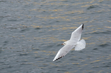 Seagull flying over a lake