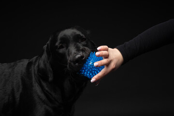 A woman with a blue labrador puppy toy