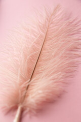 pink ostrich feather on background