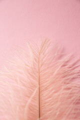 pink ostrich feather on background