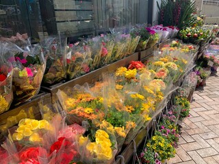 chinese flower market in spring festival