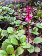 Close Up Image of Pyrola