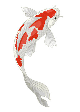 koi fish japan in red and white kohaku pattern