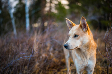 the head of a red hunting dog looks into the distance