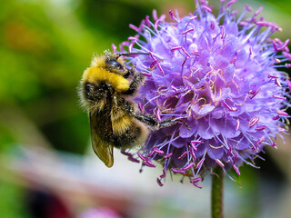 Hummel bei der Nektar Ernte