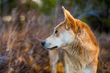 the head of a red hunting dog looks into the distance