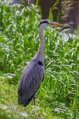 Grey heron, Ardea cinerea, at Grand Canal, Dublin, Ireland. Wading bird from Ardeidae family, side view on canal bank with green reeds. Vertical
