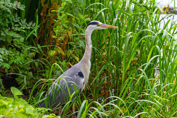 Grey heron, Ardea cinerea, at Grand Canal, Dublin, Ireland. Wild wading bird standing on canal bank, side view, with green reeds vegetation