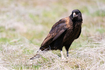 The striated caracara (Phalcoboenus australis)
