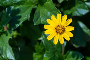 Sphagneticola calendulacea a yellow flower in the middle east very close up macro photography.