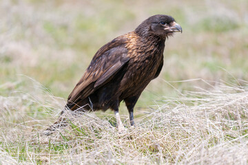 The striated caracara (Phalcoboenus australis)
