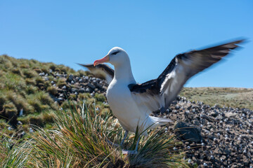 The black-browed albatross (Thalassarche melanophris)