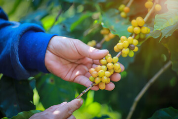 organic honey arabica yellow coffee with farmer picking in farm.harvesting Robusta and arabica  coffee berries by agriculturist hands,Worker Harvest coffee berries on its branch, harvest concept.