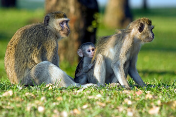 Affen Familie mit Jungtier