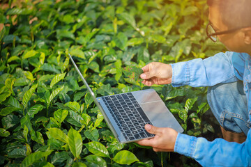 Plant disease of coffee leaf  in farm with Researcher.coffee plantation.harvesting Robusta and...