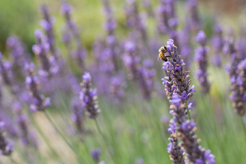 Fototapeta premium Lavender flowers and honey bee in a British garden.