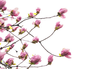 magnolia branch isolated on white background